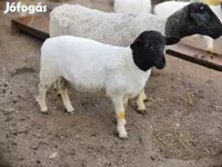 Ram, Dorper sheep — photo 3