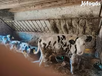 Tehén, Russian Black pied cattle — 3. fotó