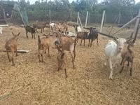 公山羊, Nubian Goat — 照片 7