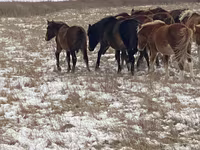 Jument, Horse breed — photo 4