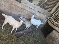 母山羊, Goats — 照片 1