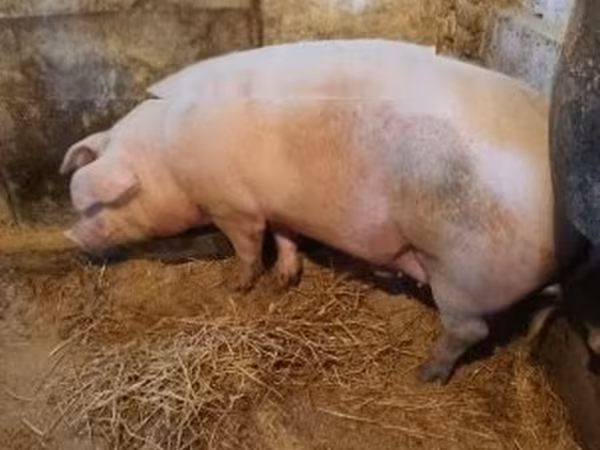 Porcs (lot, sexe non indiqué),  — Hongrie