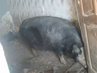 公猪, Pigs — 照片 1