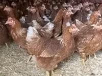 Chickens — फ़ोटो 1