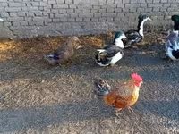 Ducks — 2. fotó