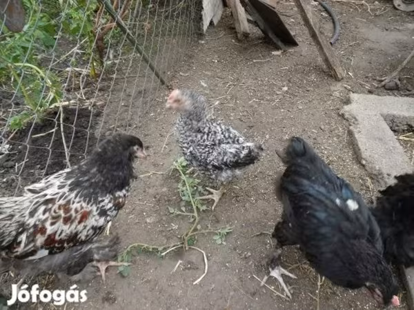 Chickens