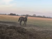 घोड़ा, Nonius horse — फ़ोटो 4