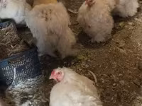 Chickens — फ़ोटो 2