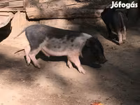 Boar, Вьетнамская вислобрюхая — photo 4