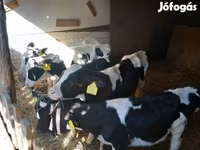 Toro, Russian Black pied cattle — foto 3