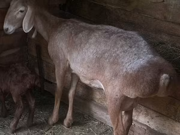 Owca, Afghan Arabi sheep