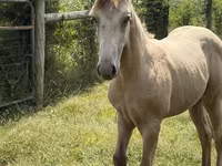 Hengst, Kentucky mountain daddle horse — Foto 5