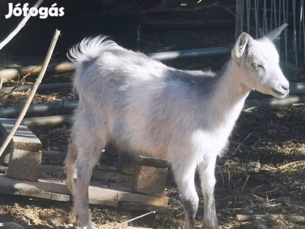 Коза, Козлы