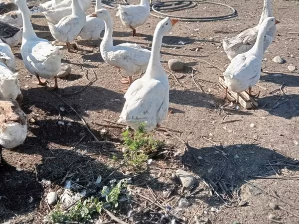 كوبان