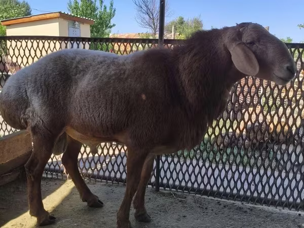 Schaf, Arashan sheep