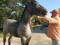 Caballo, Caballos — foto 2