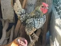 Sebright — Foto 1