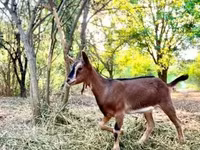 母山羊, Goats — 照片 7