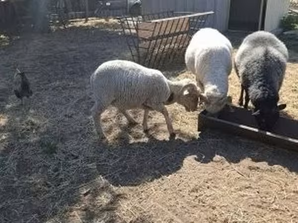 Beran, Merino sheep — Maďarsko