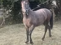 公马, Horses — 照片 2