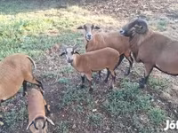 Kos, Cameroon sheep — 3. fotó