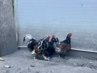Brahma — foto 4