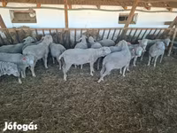 كبش, Merino sheep — الصورة 3