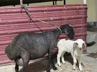 भेड़, भेड़ — फ़ोटो 4