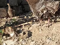 Słoweńska Silver Hen — zdjęcie 6