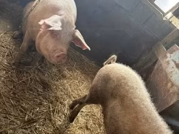 Schweine (Partie, Geschlecht nicht angegeben), Schweine — Ungarn