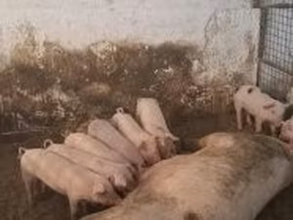 母猪, Pigs — 匈牙利