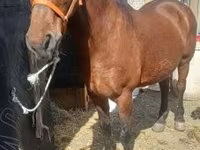 Yegua, Caballos — foto 2