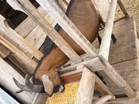母山羊, Alpine goat — 照片 5