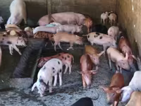 母猪, Pigs — 照片 1