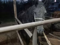 Stute, Budyonny horse — Foto 6