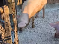 मादा सूअर, Крупная белая — फ़ोटो 2
