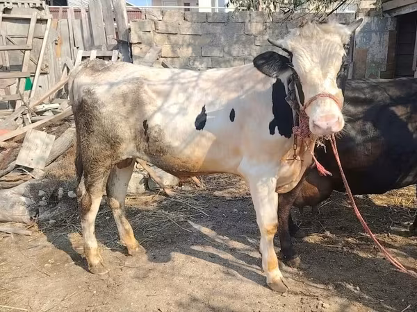 सांड, मवेशी