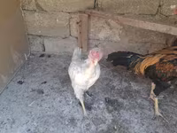 Chickens — الصورة 8