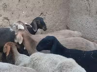 Juh, Arashan sheep — 3. fotó