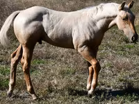 घोड़ा, Quarter Horse — फ़ोटो 1