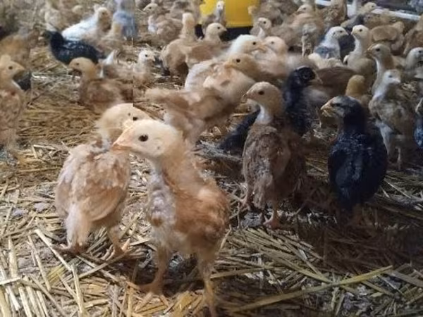 Chickens — Hungary