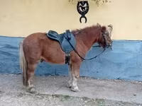घोड़ा, Shetland Pony — फ़ोटो 7