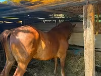 公马, Horses — 照片 1