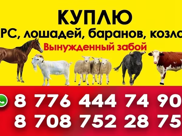 Kanca, Horse breed