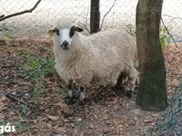 كبش, Racka sheep — الصورة 3