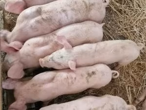 Eber, Schweine — Ungarn