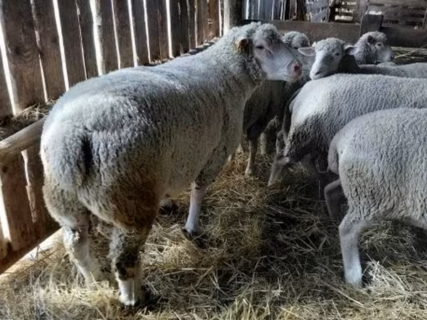 Kos, Ile-de-France sheep — Magyarország