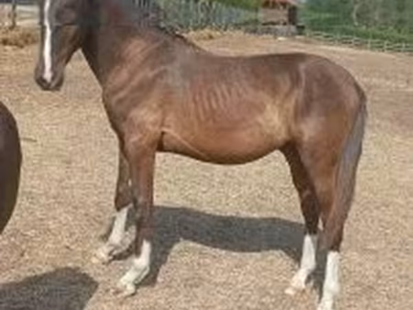 Horse (M), Lipizzaner — Hungary