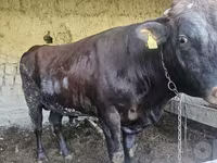 Bika, Red Estonian cattle — 2. fotó