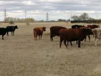 Tehén, Swiss cattle — 2. fotó